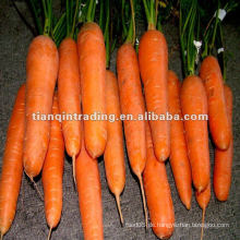Hochwertige Karotten
